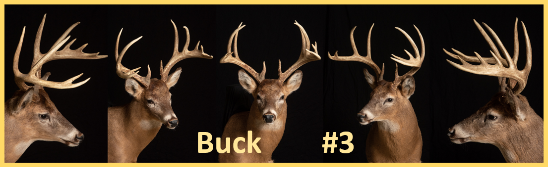 Buck 3