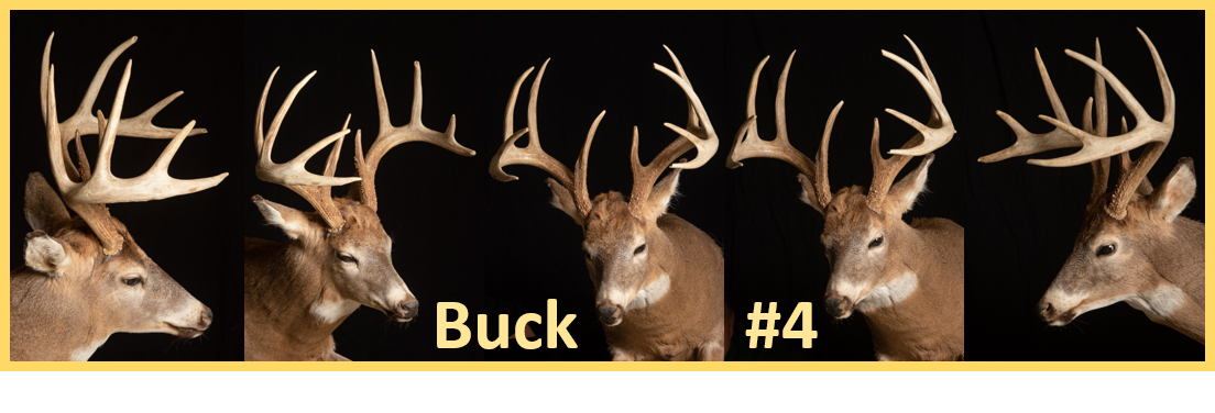 Buck 4